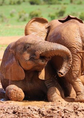 Two Babyelephants 366