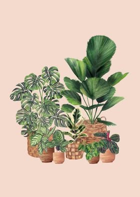 House Plants 4