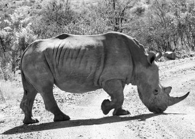 Rhino 6413
