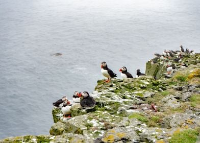 Atlantic Puffins in Faroes