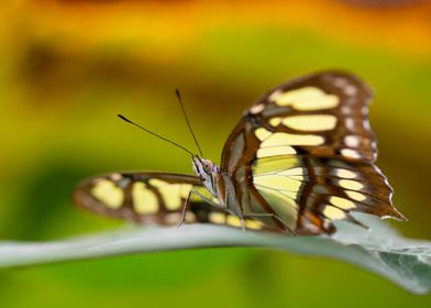 Malachite butterfly