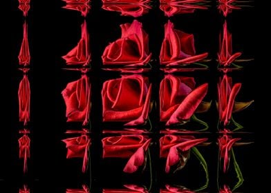 red roses glass reflection