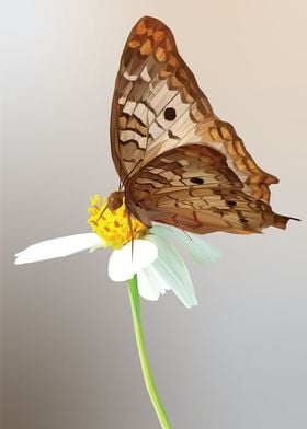 Daisy Butterfly