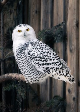 Intense Snow Owl