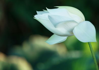 Indian Zen Lotus Flower