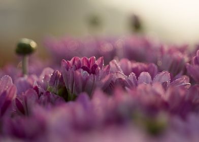 Purple Lotus Water Lillies