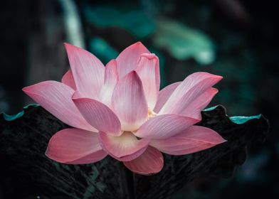 Pink Zen Lotus Flower