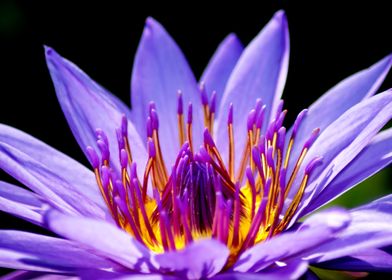 Lilac Zen Water Lily Lotus