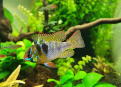 Mikrogeophagus ramirezi