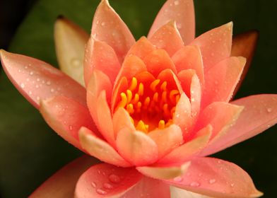 Peach Zen Lotus Flower