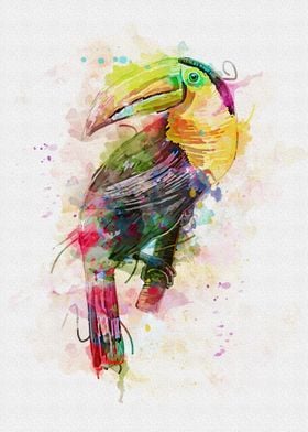 toucan