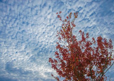 Red Tree Blue Sky