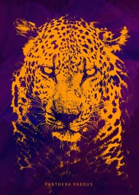 Leopard Panthera pardus' Poster by Asela Karunarathna | Displate