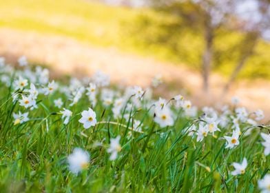 Daffodils