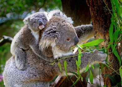Koala mother