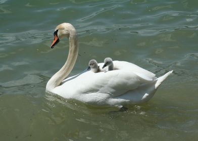A mother swan
