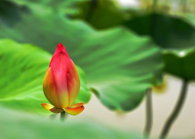 Budding Lotus Water Lily