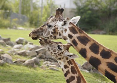 Giraffe Mother And Calf