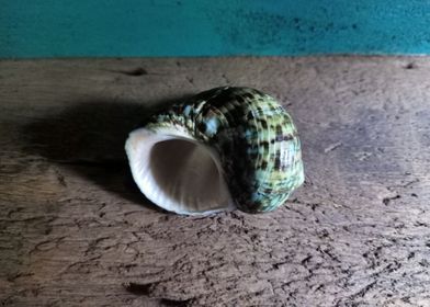 Seashell Series No 5