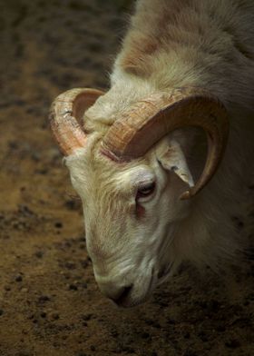 Ram Sheep II
