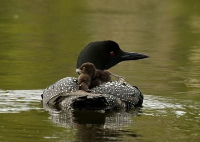 Loon Family