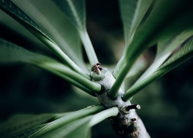 Zurich Botanical Garden 