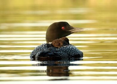 Sleepy loon baby