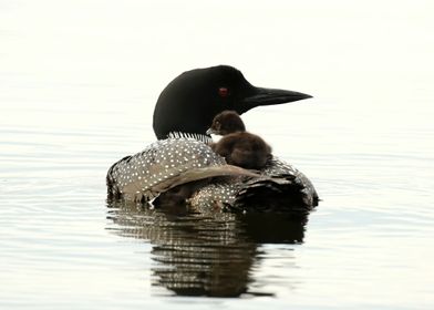 Mother and baby loon