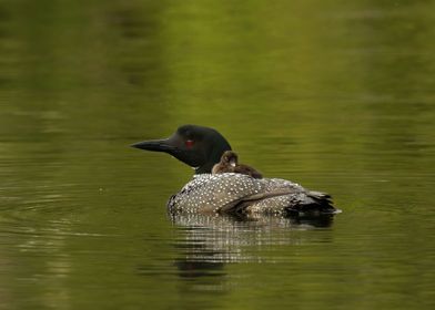 Mother and loon chick