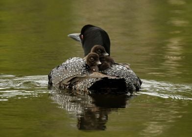 2 babies on moms back