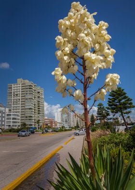 Rambla Claudio Williman