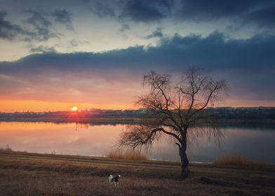 pup meets sunset