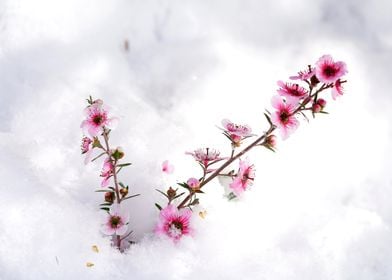 Pink Flowers In Snow