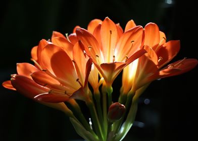 Bouquet Of Orange Lilies