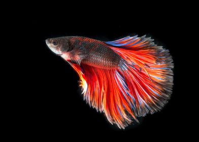 Betta Fish