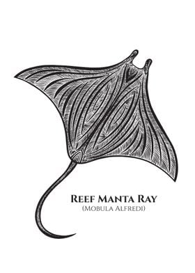 Manta Ray with Latin Name