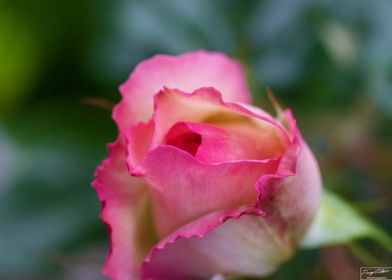 Rose Bloom in Full Color