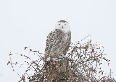 Bright white snowy owl 