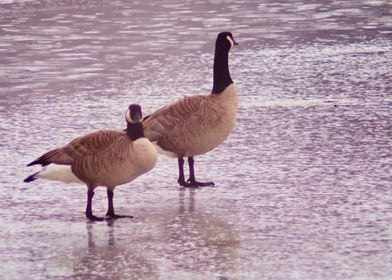 Two geese in winter