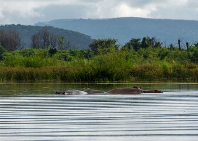 hippos