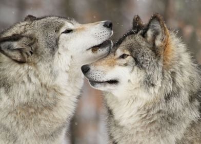 Wolf tenderness