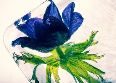 Blue anemone in ice 3