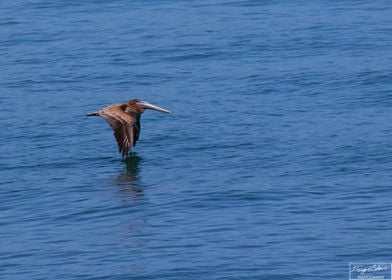 Pelican on the Gulf