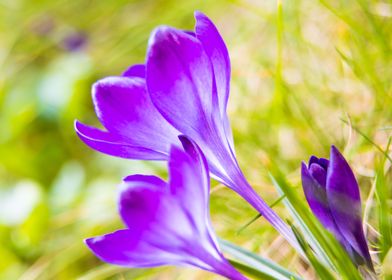 Tendernes of the crocus