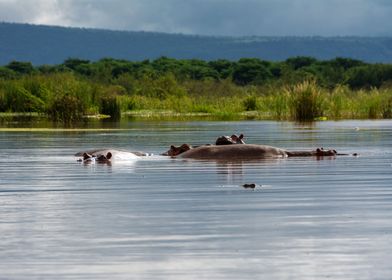 hippos