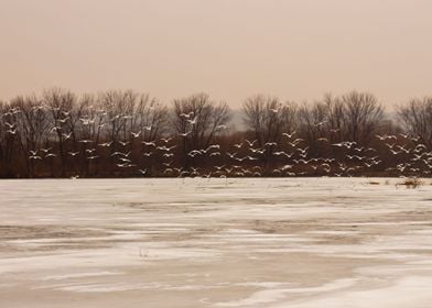 Winter landscape and birds