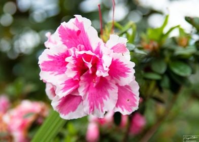 Hibiscus Bloom