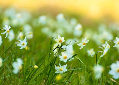 Daffodils 