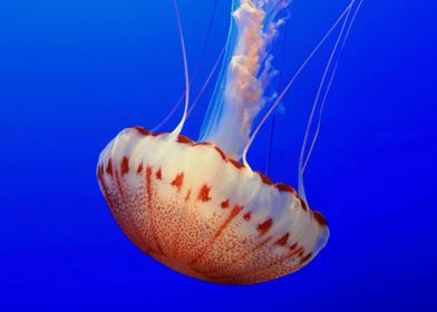 Animal Jellyfish Fishes