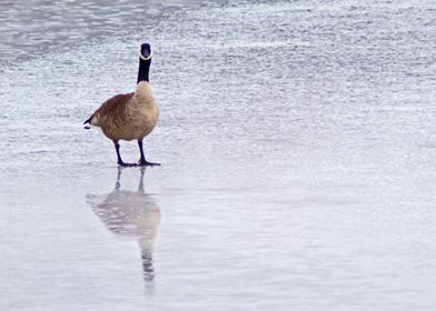 Goose and reflection